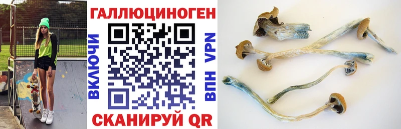 магазин продажи   Жуковский  Псилоцибиновые грибы GOLDEN TEACHER 
